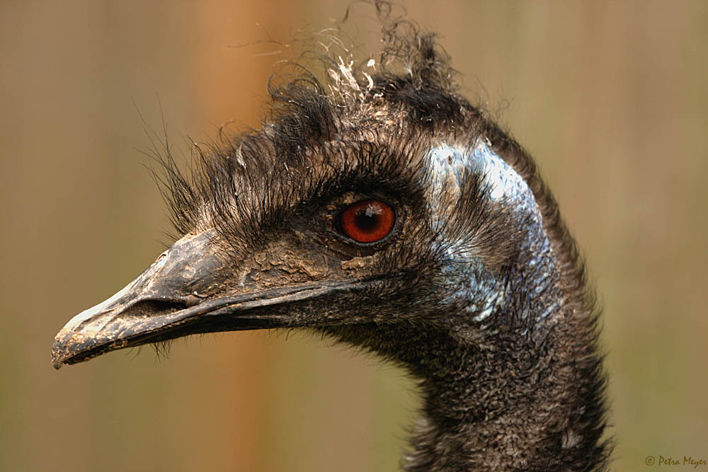 **Emu Portrait**