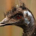 **Emu Portrait**