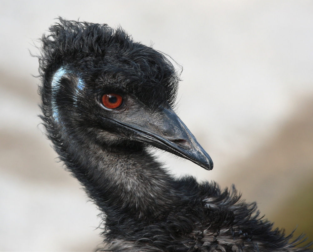 Emu-Portrait