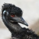 Emu-Portrait