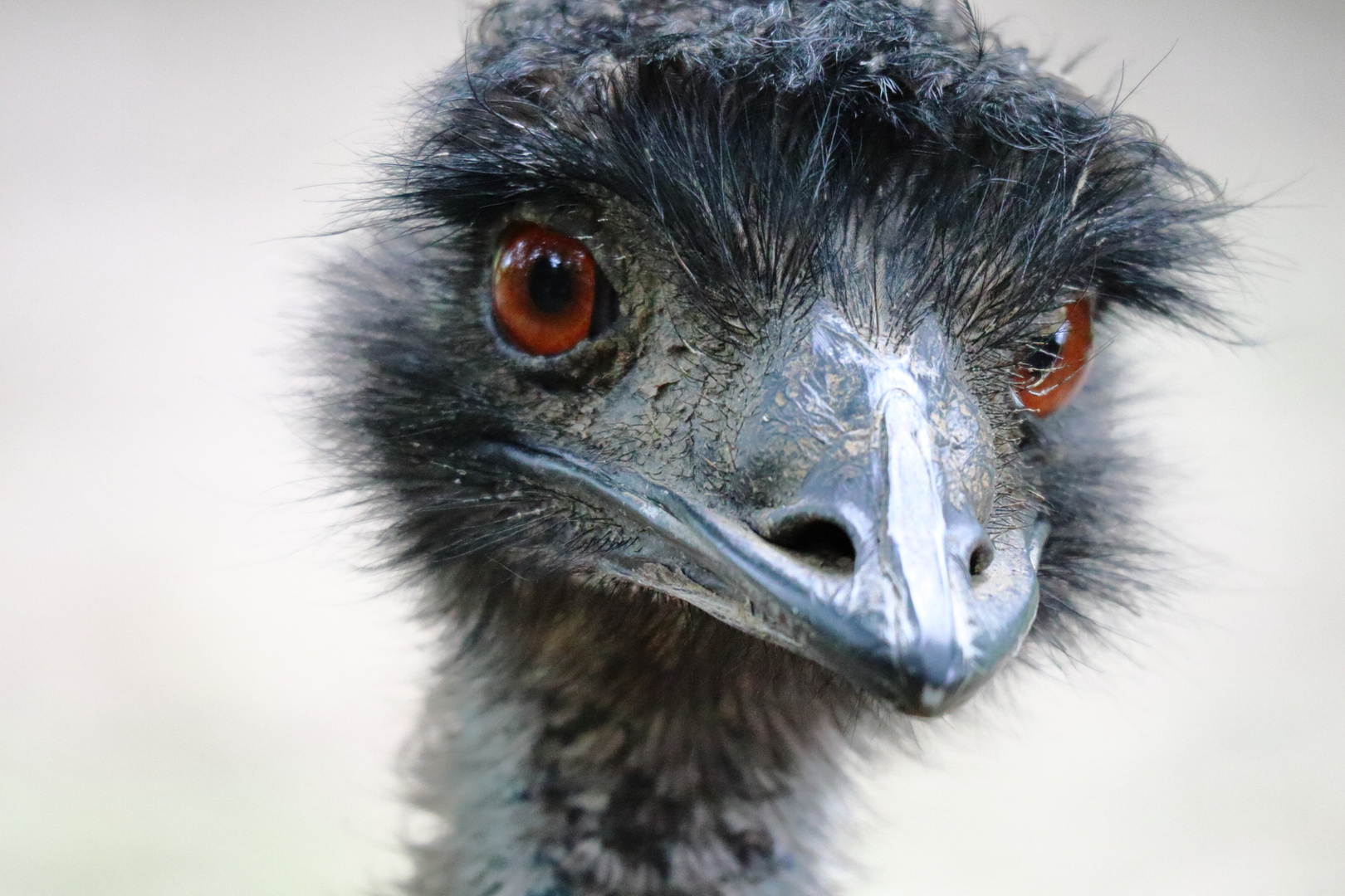 Emu-Portrait Foto & Bild | tiere, zoo, wildpark & falknerei, vögel Bilder auf fotocommunity
