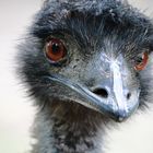 Emu-Portrait