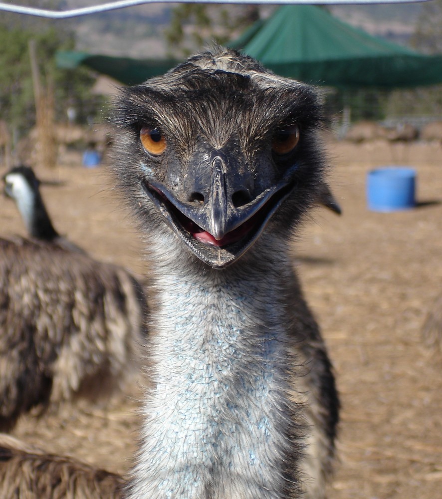 Emu-Portrait