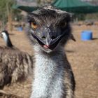 Emu-Portrait