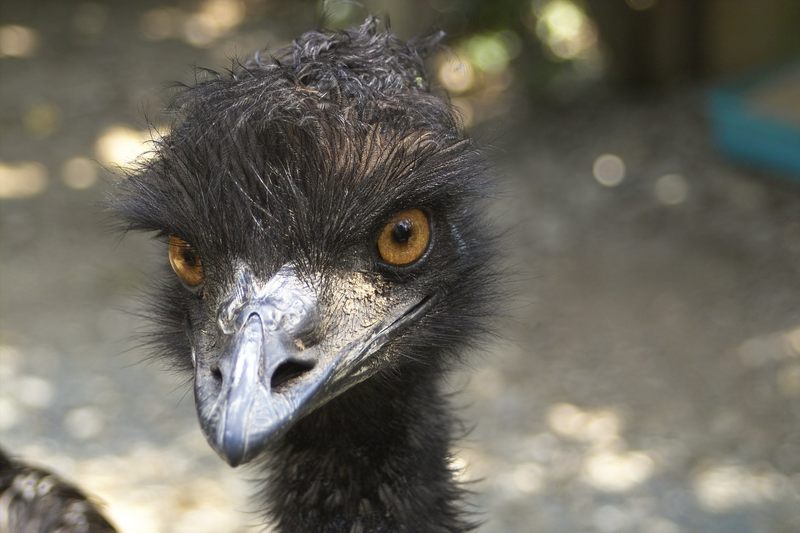 Emu Portrait