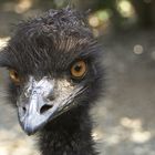 Emu Portrait