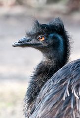 Emu - Portrait