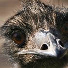 Emu-Portrait