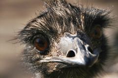 Emu-Portrait