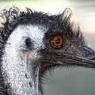 Emu-Punk