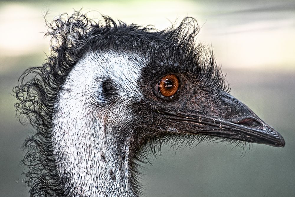 Emu-Punk