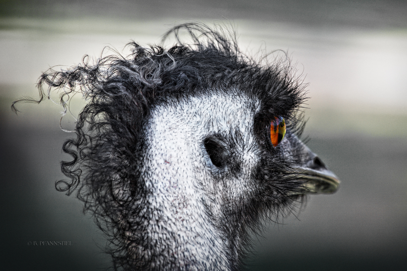 Emu-Punk II
