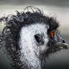 Emu-Punk II