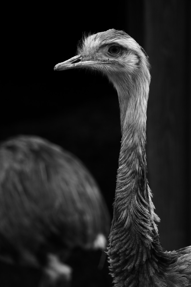 Emu-Seitenprofil