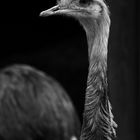 Emu-Seitenprofil