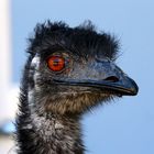 Emu - sucht Weitsicht