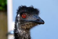 Emu - sucht Weitsicht