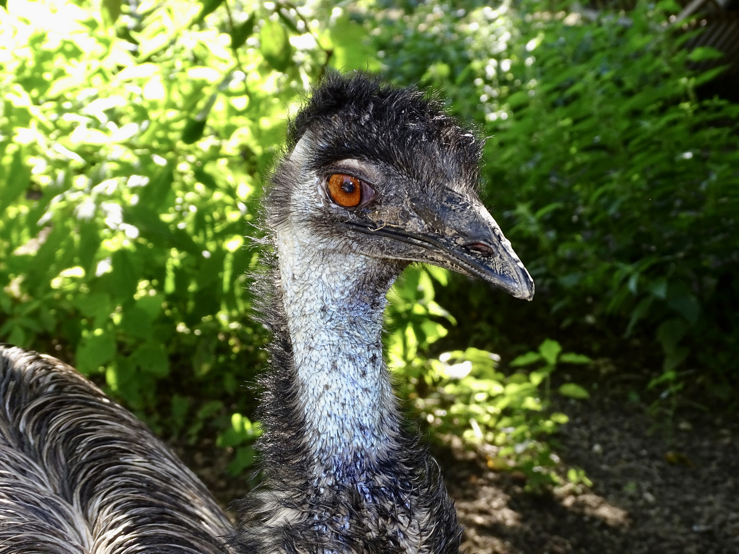 Emu. Tierpark GP. 