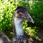 Emu. Tierpark GP. 