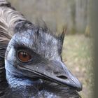 Emu - Vogelpark Lorsch