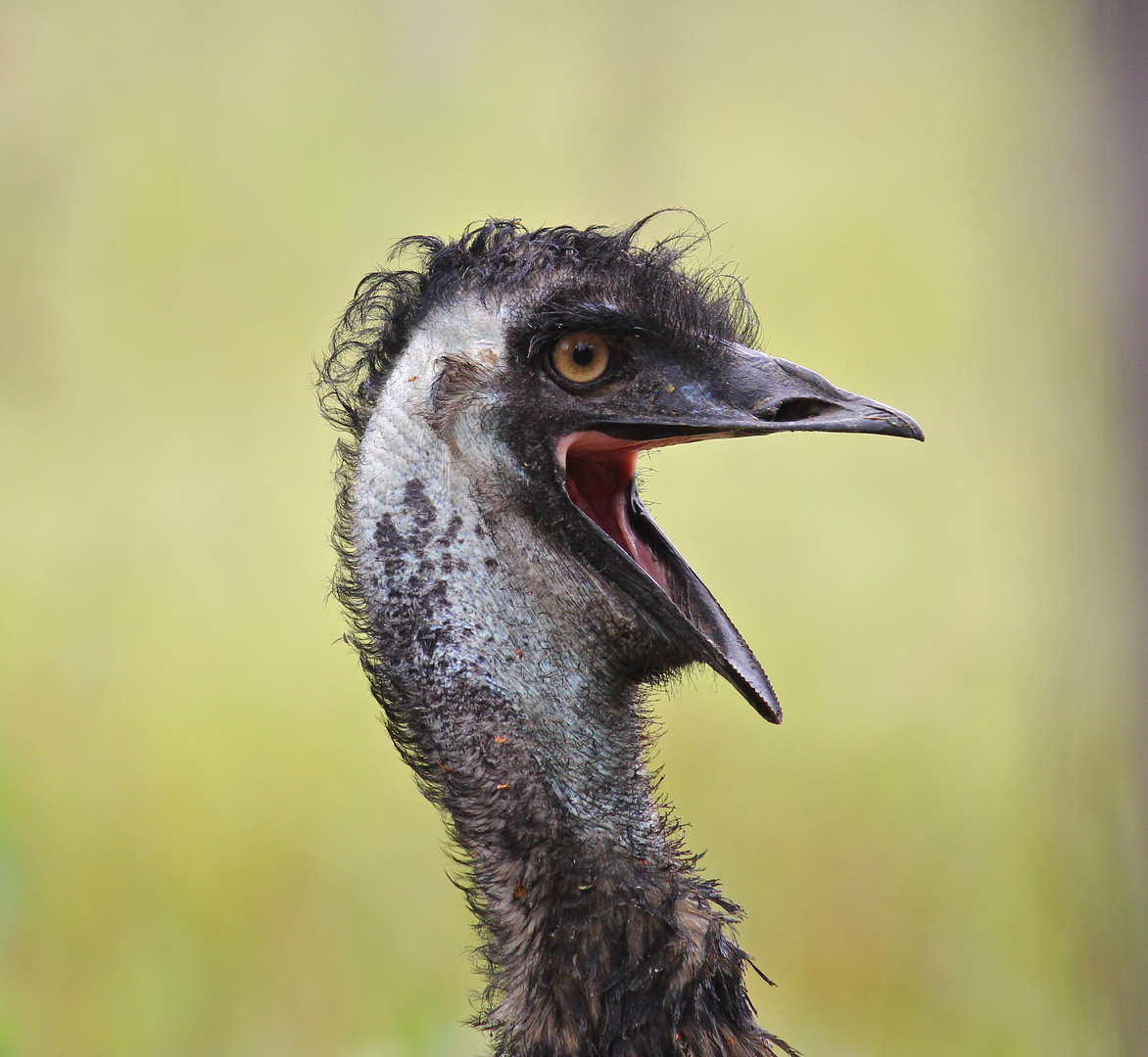 Emu vor dem Zelt