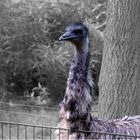 Emu - Was eine noble Gestalt