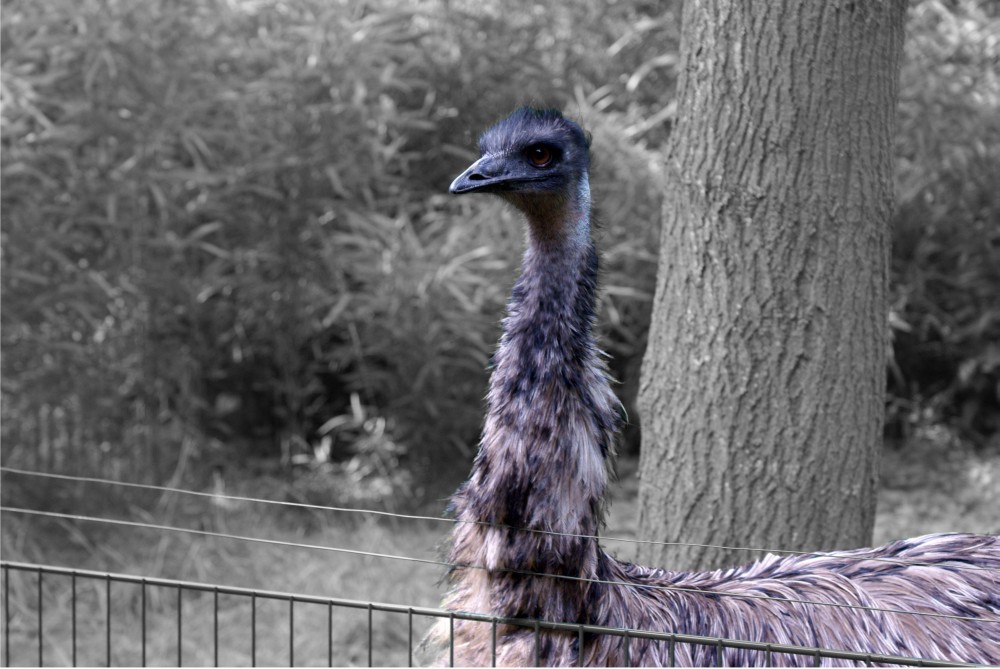 Emu - Was eine noble Gestalt