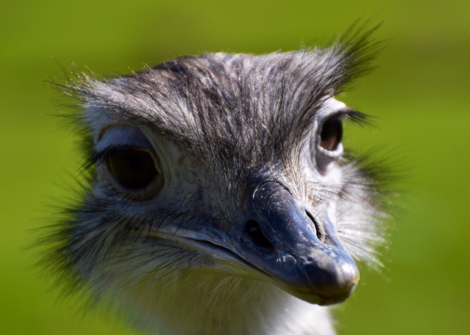 EMU - was guckst du ?