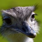 EMU - was guckst du ?