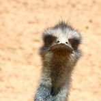 Emu was kucks du so