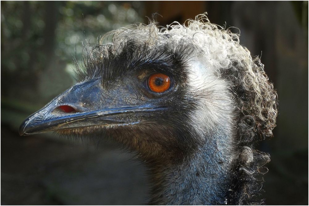 Emu (Zoo Neuwied)