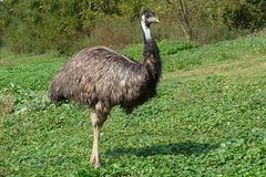 Emu (Zoo Neuwied / Rhein)