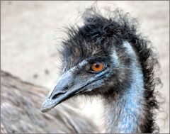 Emu_1