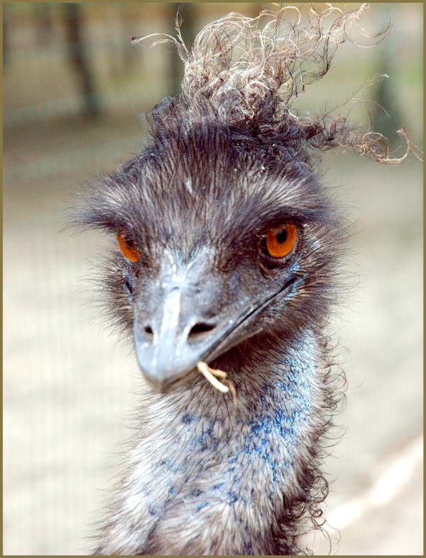 Emu_2