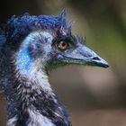 Emu_9303a