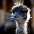 Emu.Jimmy.