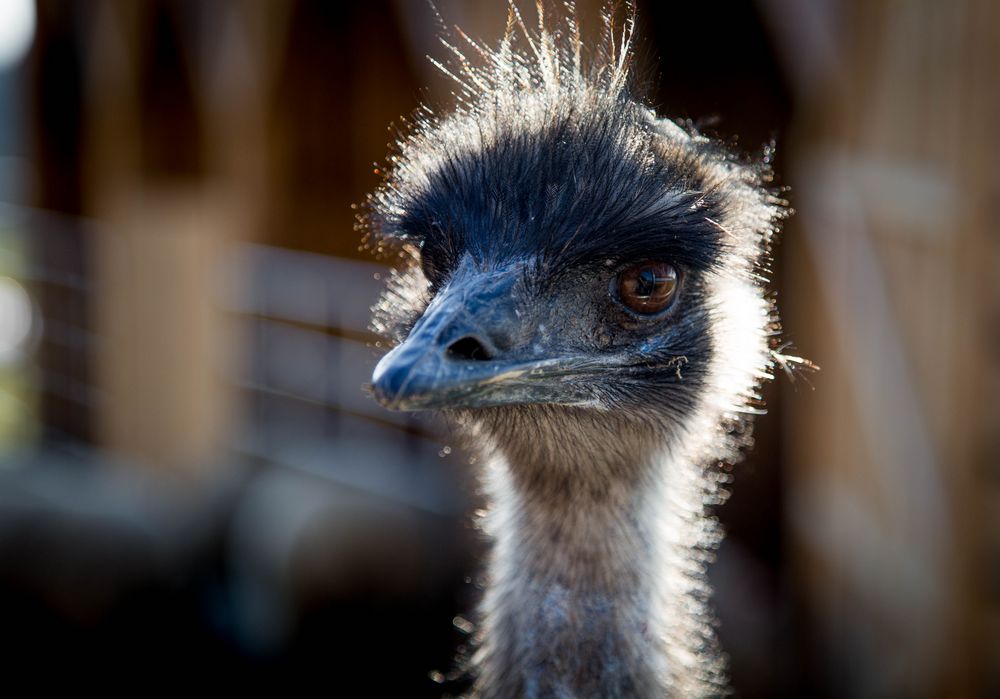 Emu.Jimmy.