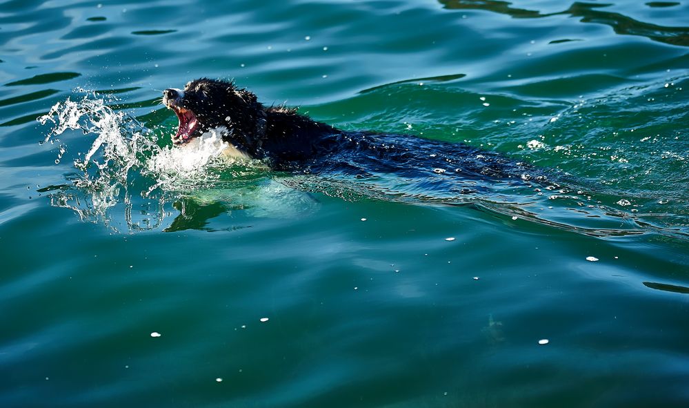 Emulando la Foca