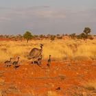 Emus am Straßenrand