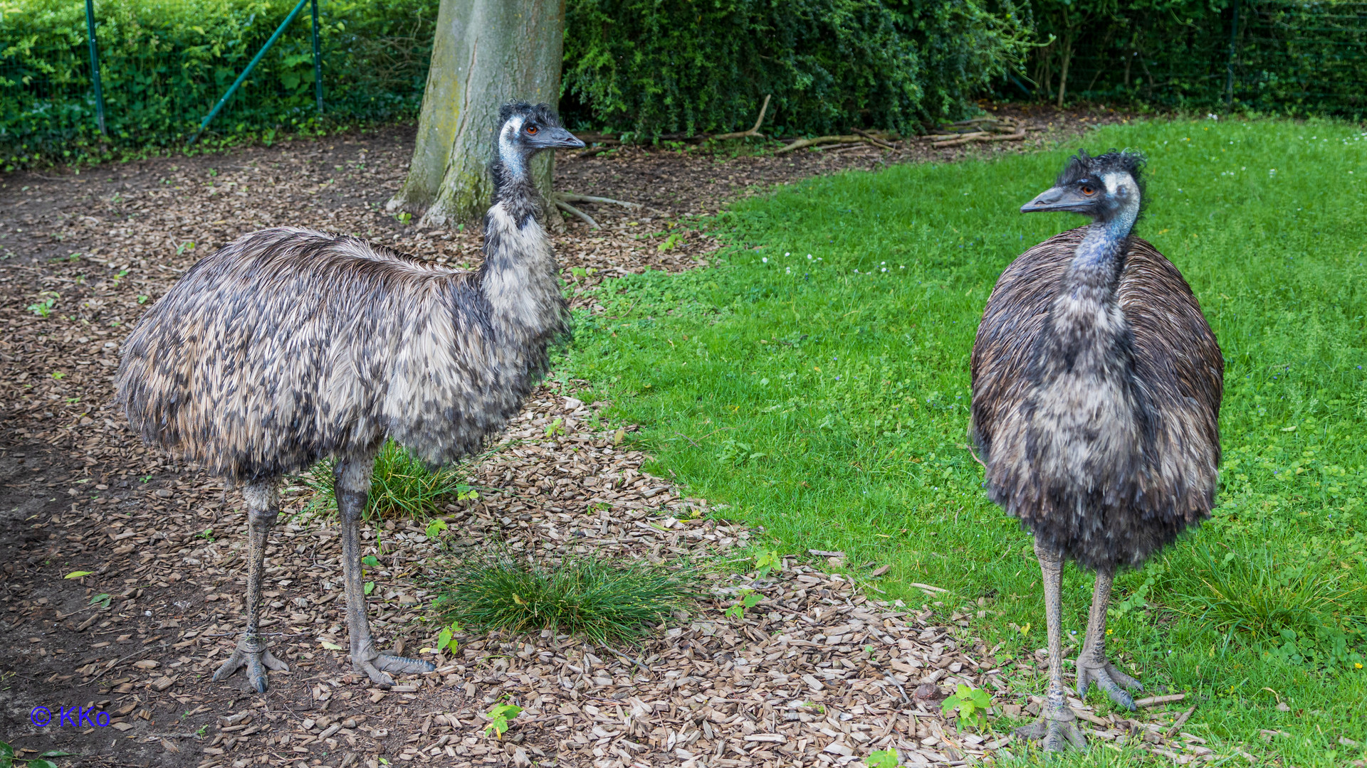 Emus im Gespräch