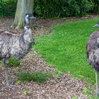 Emus im Gespräch