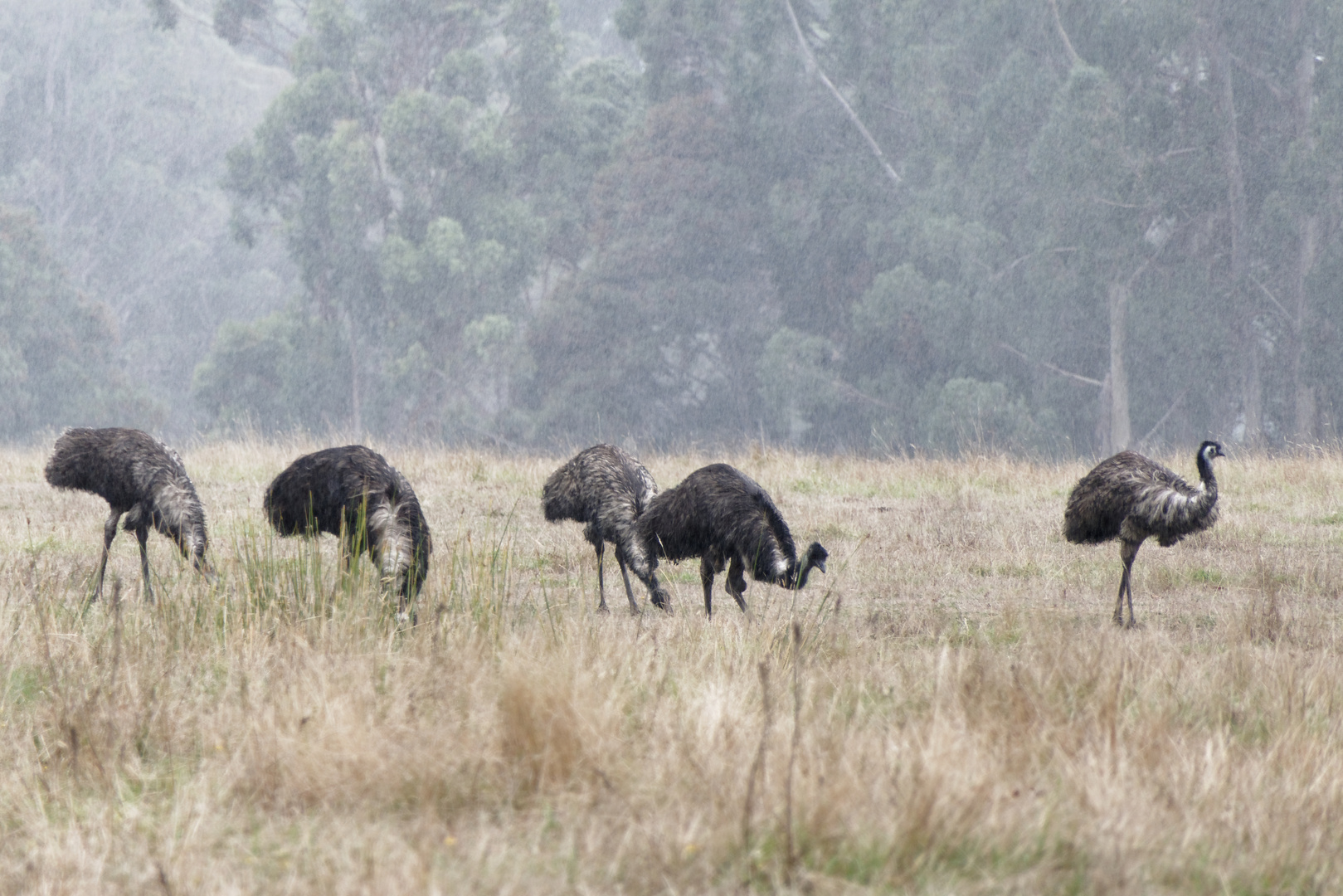 Emus im Regen