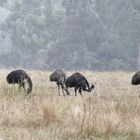 Emus im Regen