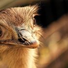 Emus in Krefeld