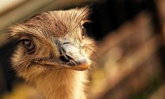 Emus in Krefeld