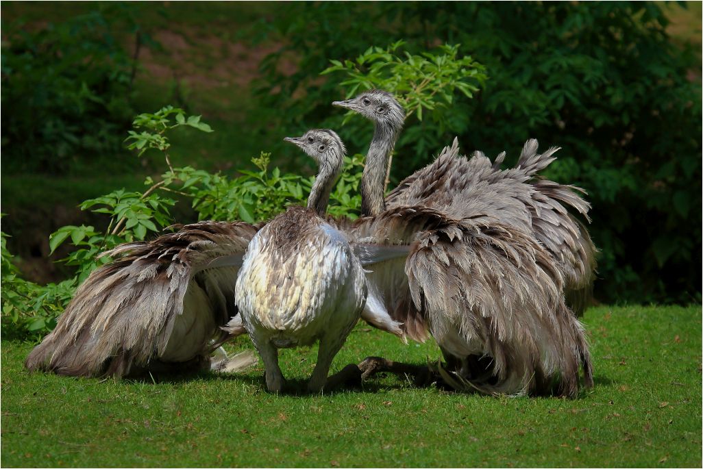 Emus - mal kurz entspannen