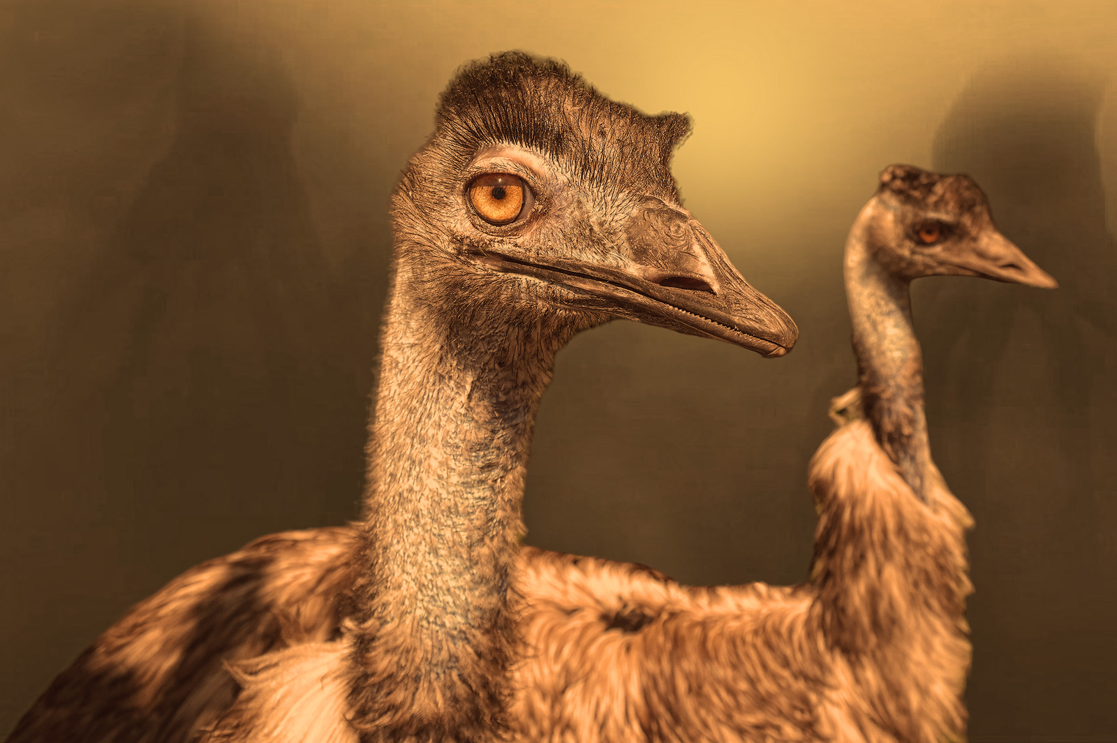 Emus, schöne Tiere