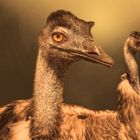 Emus, schöne Tiere