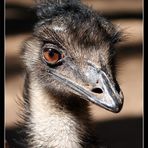 Emus sind immer neugierig