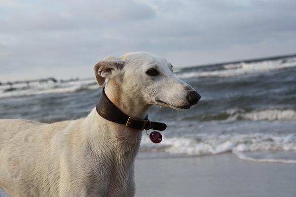 Emy und das Meer